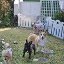 댕댕놀이터 아라점 이미지