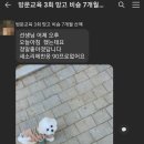 스테이영 애견학교 이미지