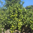 찐한 향 가득한 맛있는 유라조생감귤 그린향 50박스한정판매합니다. 이미지