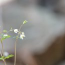 큰개구리발톱 Semiaquilegia quelpaertensis D. C. Son & K. Lee 이미지