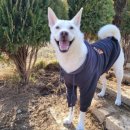 진도애견훈련소 이미지