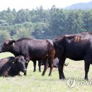 제주 흑우 이미지