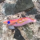 해수피아 이미지