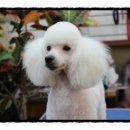 GROOMING107 이미지