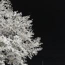 진산천 | 🌸 2025년 대전 근교 벚꽃 축제 추천!