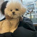 이노동물병원 이미지