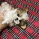 멜로디펍스 이미지