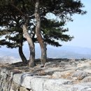 파사성 소나무 이미지