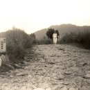 코스모스 꽃길 조성 (덕화초~신안성 1.5km / 1971. 9 ~1974. 8) 이미지