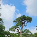모드니여행사 - 고양시 일산동구 고봉로770번길 5 | 울진 전문여행사 금강소나무숲길 고양파주둘레길(모드니여행사)