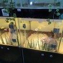 해피주 동물카페 원주점 이미지