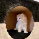 하이바이 분양소 이미지