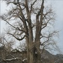 인천해찬솔산악회 2월 11일 양평군 용문산 눈꽃산행 알립니다. 이미지