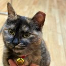 아나파동물병원 이미지