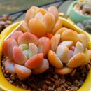 빛성영 네이버블로그