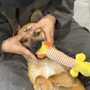 행복쉼터 | 인천/김포 유기견 보호소 [행복하개 쉼터] 봉사 후기