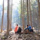 산림욕장 진입로 이미지