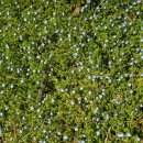 매실농장 이미지