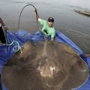 아싸가오리 이미지