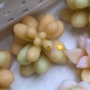 [New 할인이벤트] 마이데일리가든 캔들 키트 OPEN! 구매 바로가기 링크