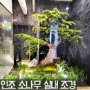 소나무인테리어 이미지