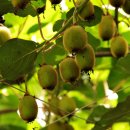 남수농장 이미지