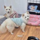 다솜다솜 수제간식 이미지