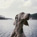 똥싼 강아지 이미지