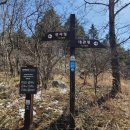 선자령 겨울 왕국 속 봄꽃 산행 – 선괭이눈, 복수초, 꿩의바람꽃, 노랑제비꽃