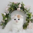 이천동고양이분양 귀여운 가족이 생겼어요