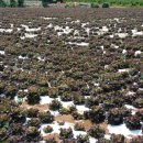 김상수 농장 이미지