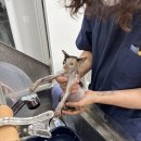 동탄원더스동물의료센터 이미지