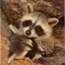 라쿤(Racoon) 이미지