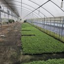 129-금촌2-129 이미지