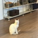 설레