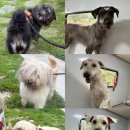 남양동물병원(출장전문) | [멍즈니랜드] 대구 대형견 출장 목욕&amp;미용 전문 삽살개 3마리 케어 후기(삽살개 출장목욕)