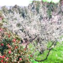 매화 태양광발전소 이미지