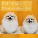 개, 이쁘다 이미지