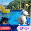 해피데이애견 네이버블로그