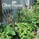 켈리포니아 민박 이미지