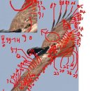 humonara토루크막토 깃털 갯수 만원 지급 인증샷 이미지