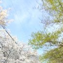 도화상사