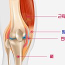 힘줄 이미지