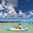 물만난 강아지 | 제주도 강아지 수영, 애견동반 패들보드 체험 | 니모스토리 세기알해변 후기