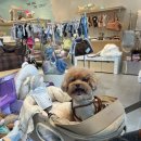 현대애견사료 이미지