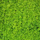 도마태평양약국 이미지