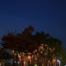 소망의 나무 | 2025 세종 낙화축제 후기｜밤하늘을 수놓은 은은한 불빛과 소망의 시간
