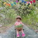 🌱현장체험학습-애플수박따러가요🍉🍉🌱 이미지