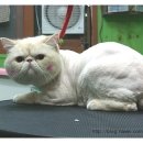 모모애견샵 이미지