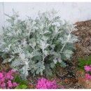 오늘나의정원 이미지